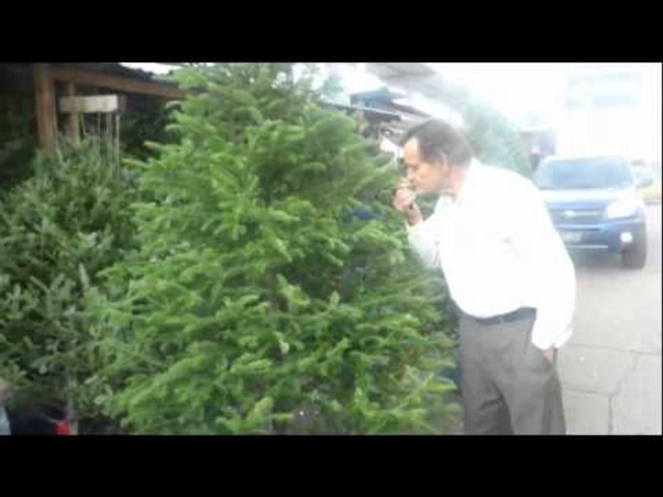 Arbolitos navideños en Panamá