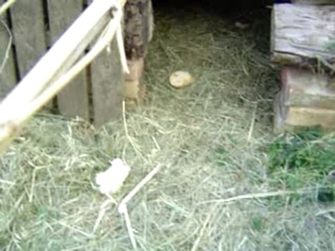 Suite cochons d'inde dans l'enclos