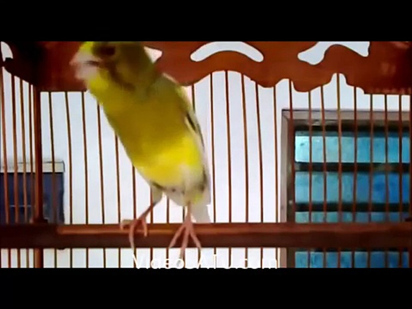 Suara Burung Kenari Gacor Kicau Panjang Video Dailymotion