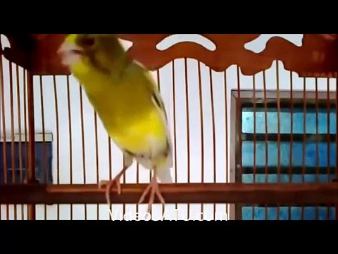Suara Burung Kenari Gacor Kicau Panjang