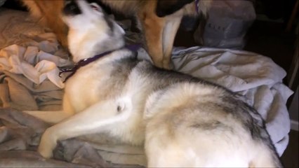 Ce husky refuse de se lever du lit... Flemmard
