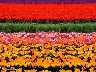 arif Sağ Güzel Seni Çok Özledim