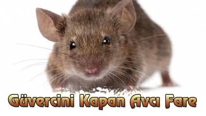 Güvercini Kapan Avcı Fare