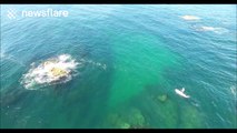 Standup paddle boarder is dwarfed by whales surrounding him