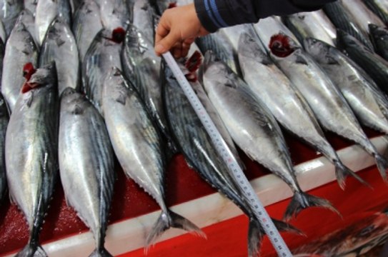 Palamutta Tehlike Çanları! Bu Yıl Bol Olacak, Seneye Kıt Olacak