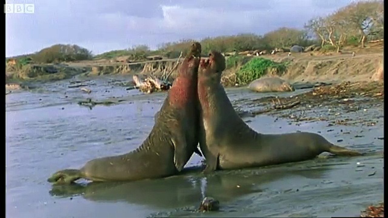 Violent Elephant Seal Fight - Battle of the Sexes in the Animal World - BBC Earth - BBC