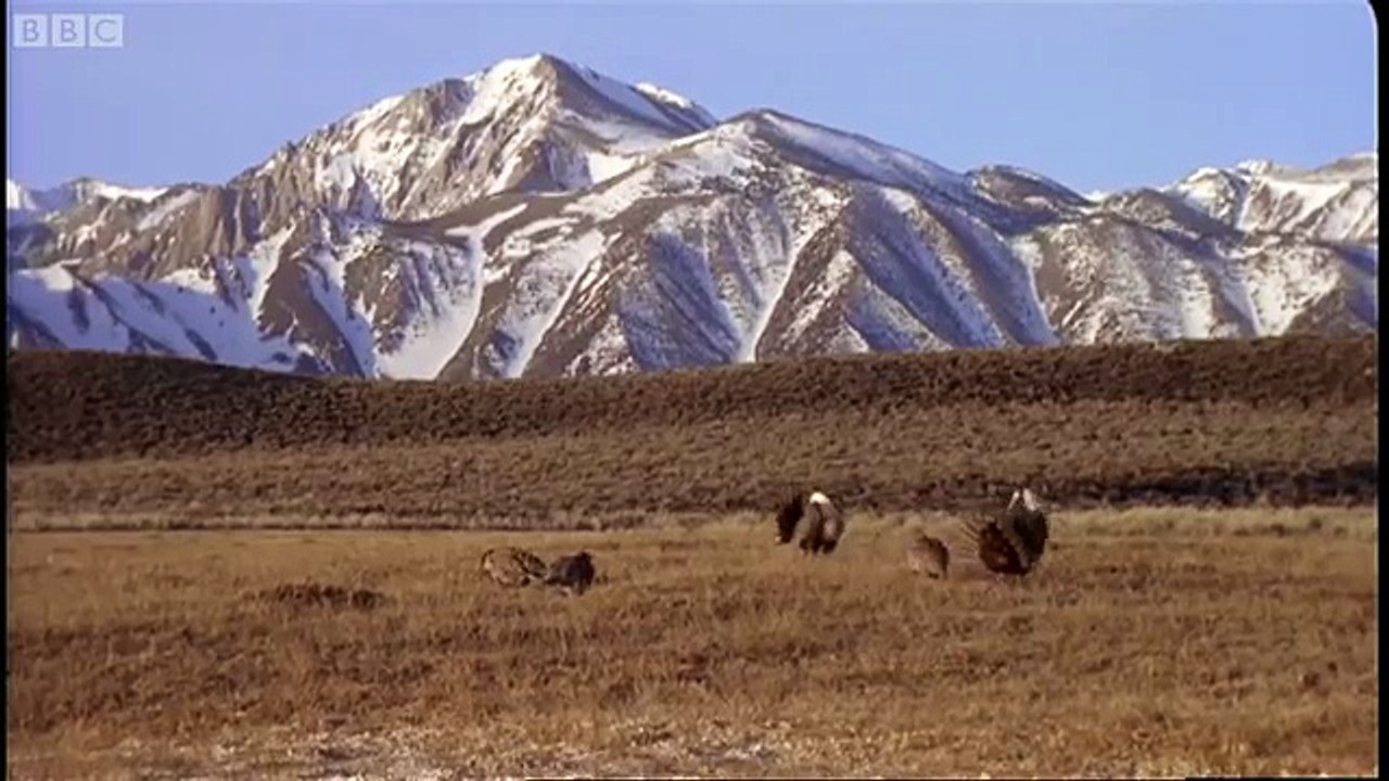 Healthy Attraction - Battle of the Sexes in the Animal World - BBC