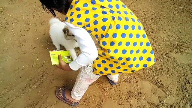 Must Watch Puppy Playing Funny Videos | Cute baby loves playing with her cute white puppy.