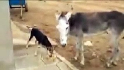 Whatsapp Funny Videos || Dog Vs Donkey Funniest Video Ever