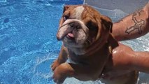 Puppy thinks he's swimming