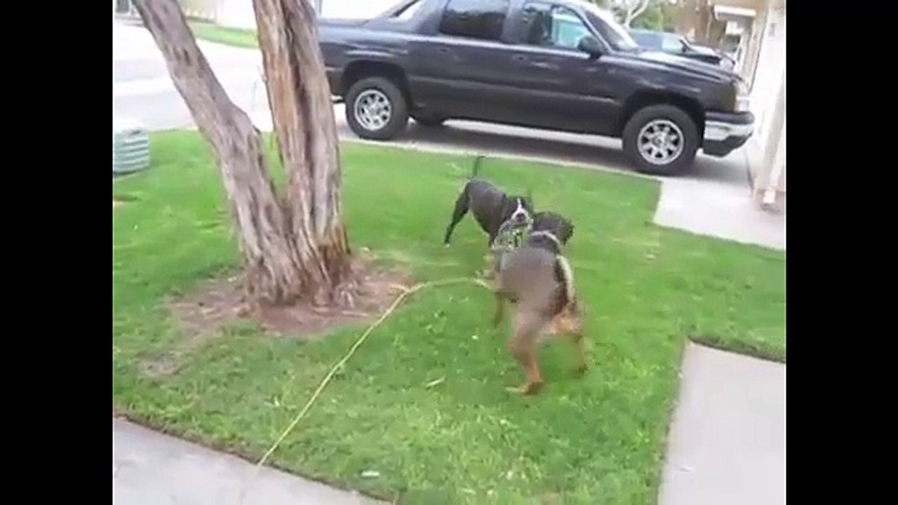 Funny Dogs Compilation 2016