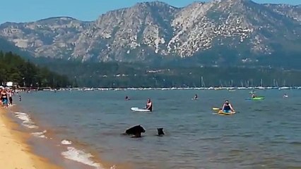 Swimmers attend a really amazing scene