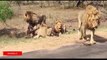 La Plus Étonnante Des Attaques DAnimaux Sauvages, Le Lion Attaque Buffalo