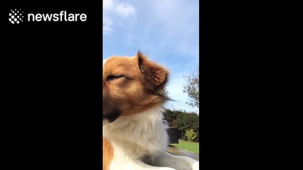 Dog 'sings' along to violin