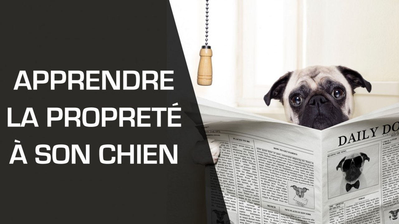 Comment apprendre à un chien à être propre ?