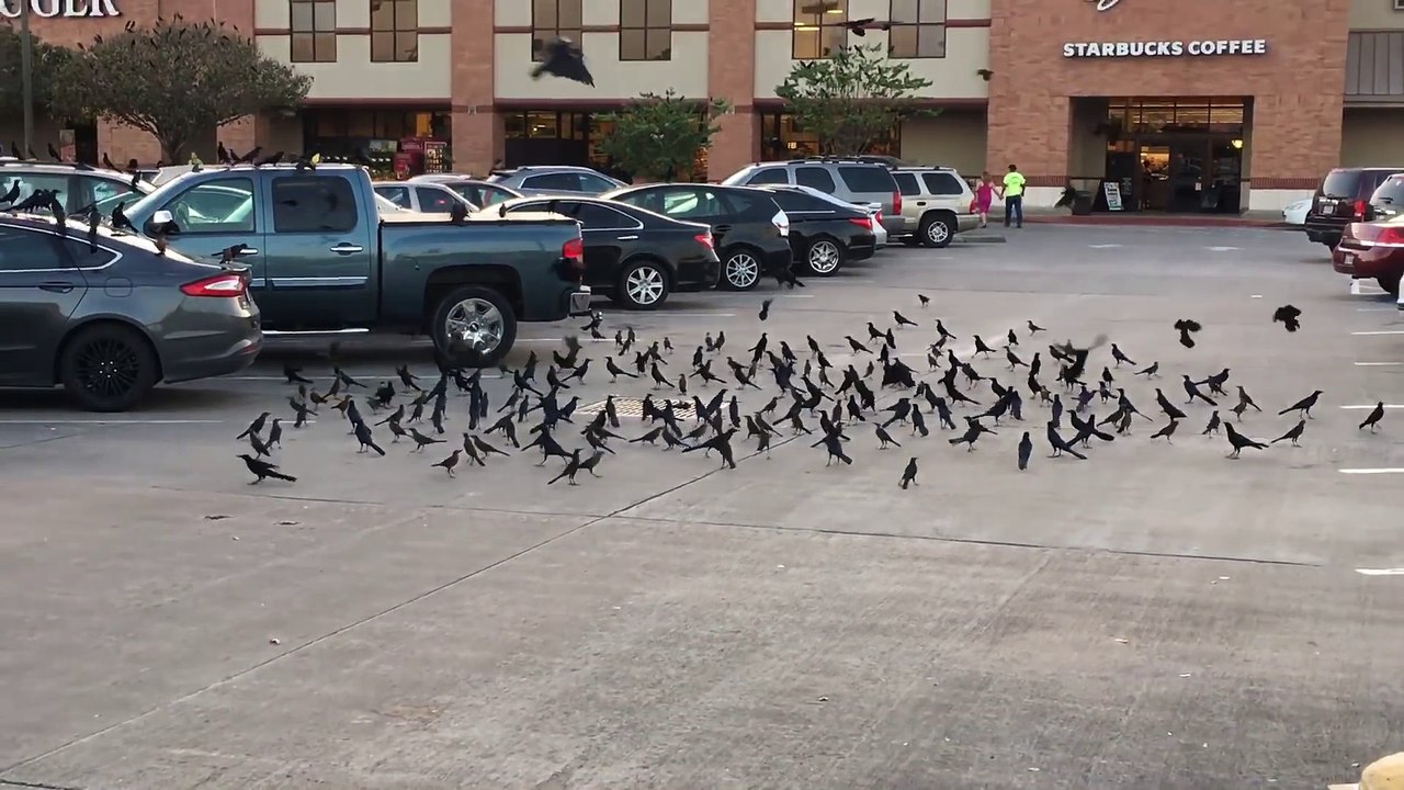 Des dizaines d'oiseaux pleurent la mort de l'un d'entre eux