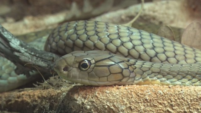 Une exposition sur le poison au musée des sciences naturelles
