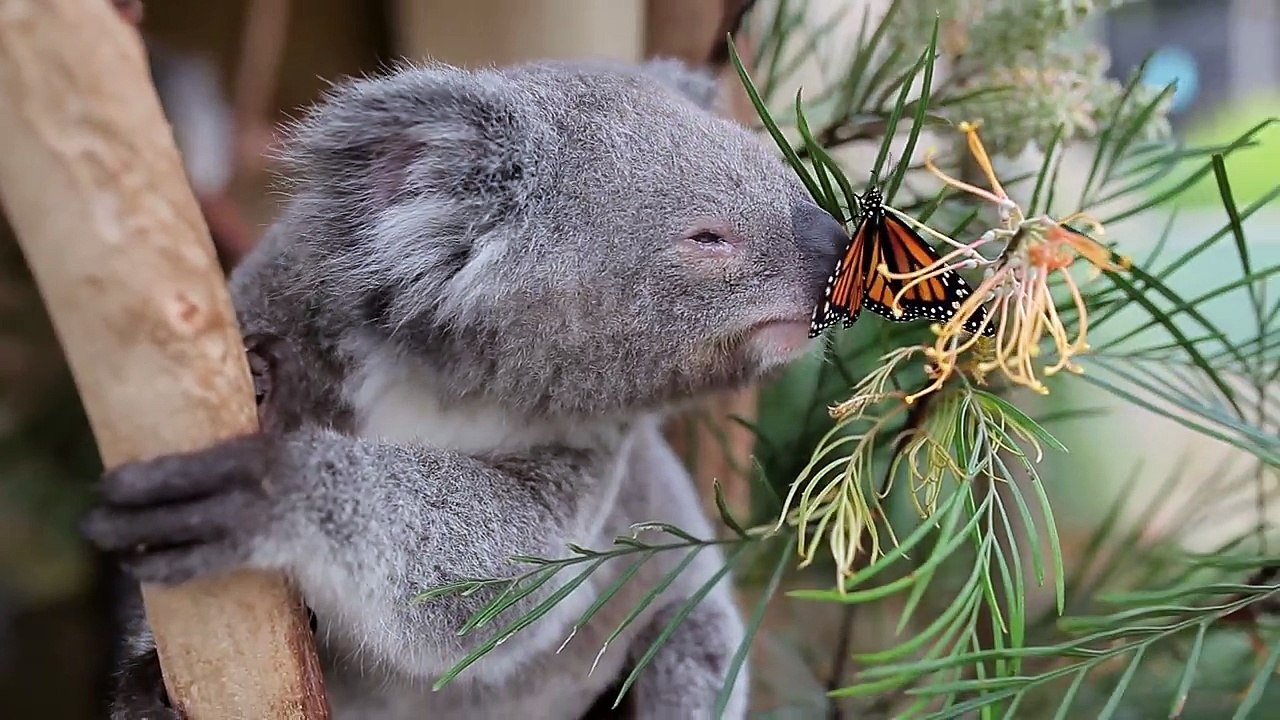 Un koala devient le meilleur ami d'un papillon !