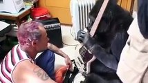 Il bassista dei Red Hot Chili Peppers suona con il gorilla Koko. Quello che fa l'animale è fantastico!