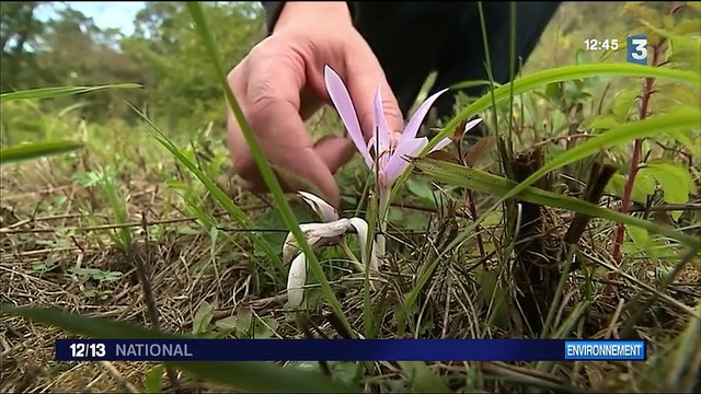 Découverte : la pierre bleue du parc naturel de l'Avesnois