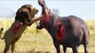 Lion vs Rhino vs Crocodile vs Leopard Real Fight - Wild Animal Attacks