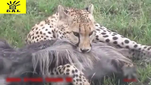 Most Amazing Animal Attack Animals - Lion vs Snake HD - Funny Animals Attacks