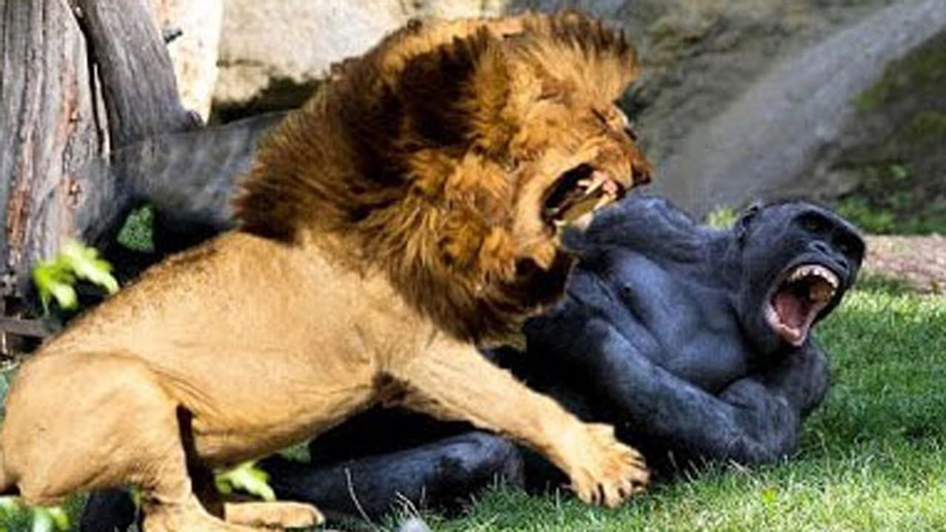 Most Amazing Animals Real Fight - Gorilla, Bear, Lion - Funny Animals  Attacks, image size:1920x1080