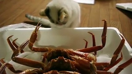Gato Conociendo a Un Cangrejo ★ humor gatos - video divertido gatos chistosos risa gato