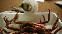 Gato Conociendo a Un Cangrejo ★ humor gatos - video divertido gatos chistosos risa gato