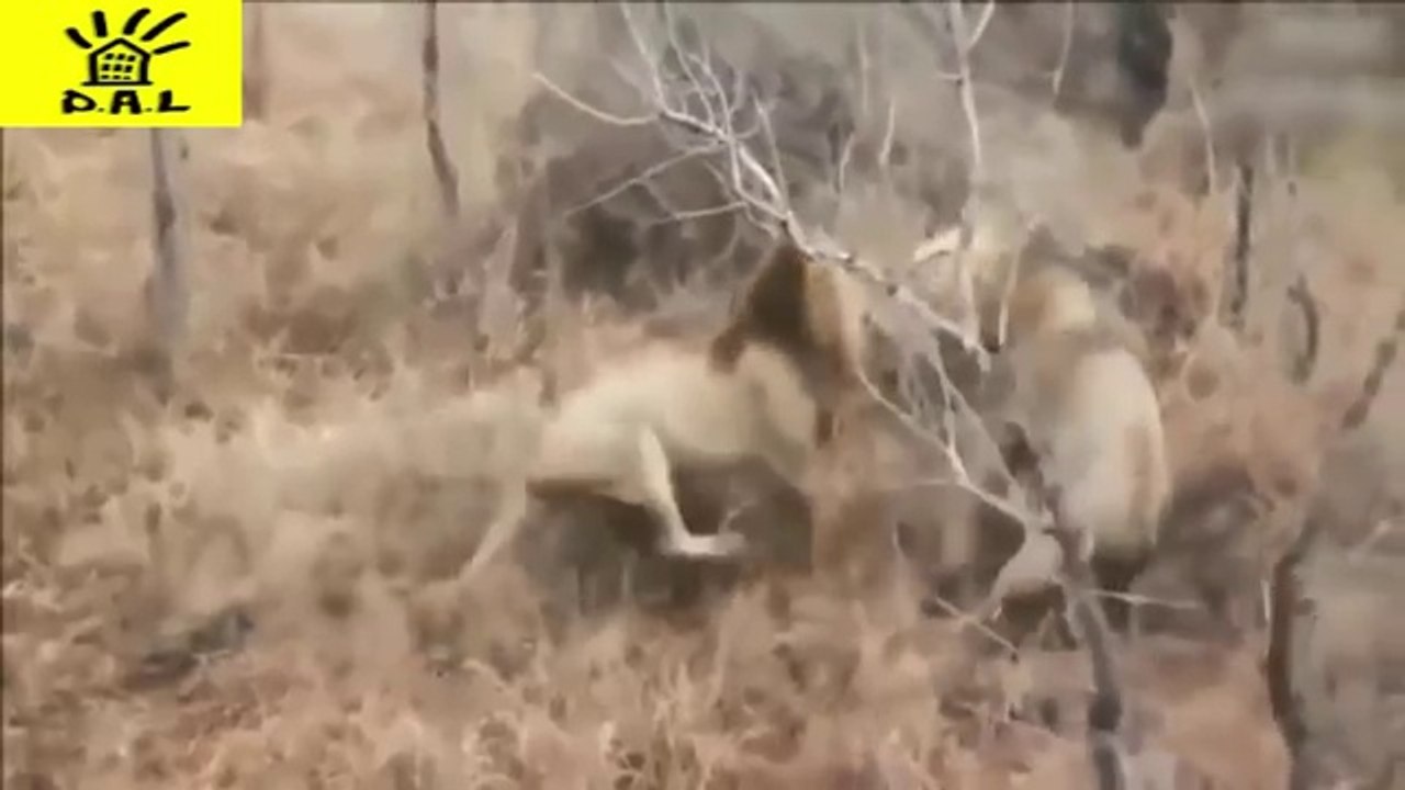 Most Amazing Biggest Animal Fights - Buffalo Attacks and Kills Lion - Funny Animals Attacks