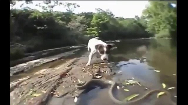 Most Amazing Giant Anacondal Attacks - Giant Anaconda vs Dog, Pitbull, Giant Anaconda Attacks – Buena