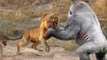 Most Amazing Wild Animal Fights - Lion vs Hyena, Crocodile,Rabbit,Goat - Funny Animals Attacks