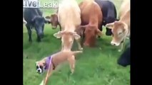 Las vacas locas. Divertido video clip #2