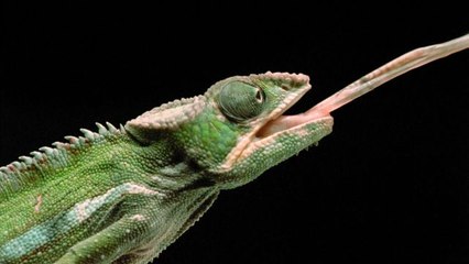 Chameleons Have Killer Fast Tongues