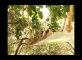 world of wildlife - Lemurs of Madagascar, Baby Ring-Tailed Lemurs