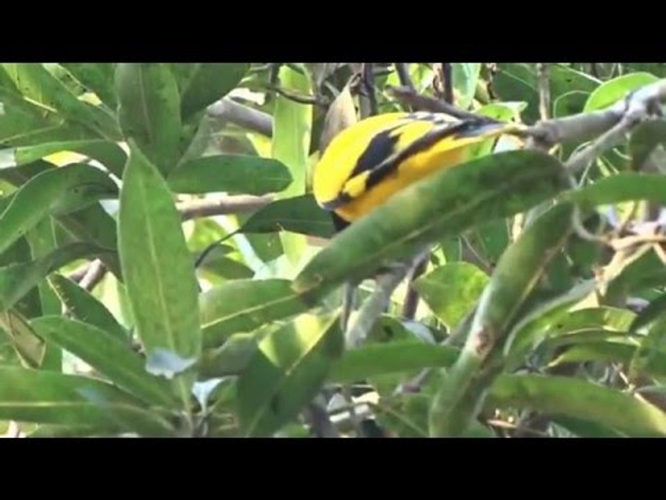 GOLDEN BIRD IN ASIA