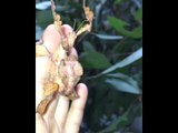 Australian Entomologist Shows Off Giant Prickly Stick Insect