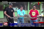 Animales silvestres rescatados en Tarapoto