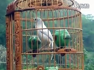 Chim Họa Mi Trắng Tuyệt Đẹp