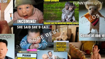 Funny Cats Funny Animals - Funny Cat Videos Funny Animals Compilation