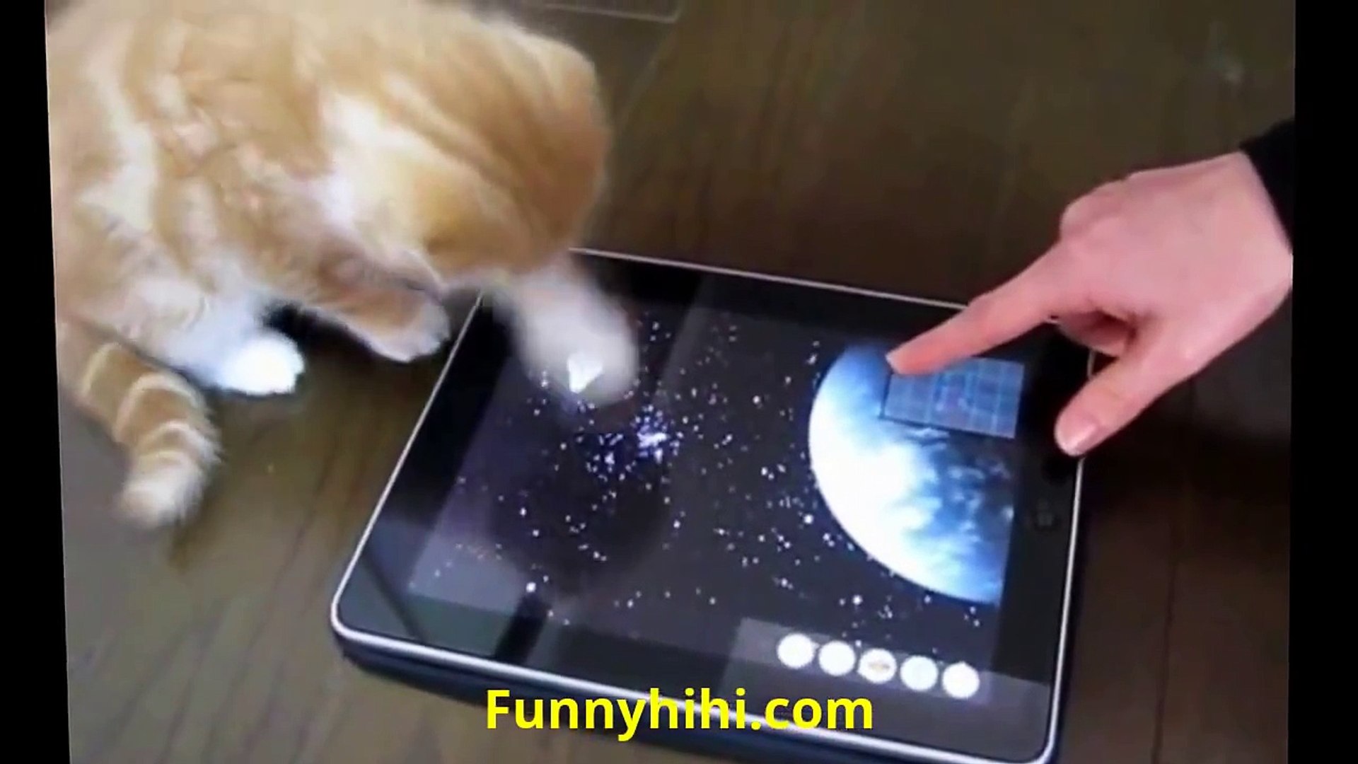 Funny Cat Videos - Funny Cats - Funny animals compilation