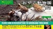 [PDF] The photographs of the animal families in a zoo NATUREs LIFE (Japanese Edition) Popular