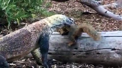 Why Zoo Squirrels Need To Avoid Komodo Dragons