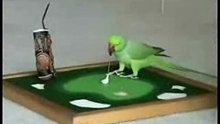 Parrot plays golf
