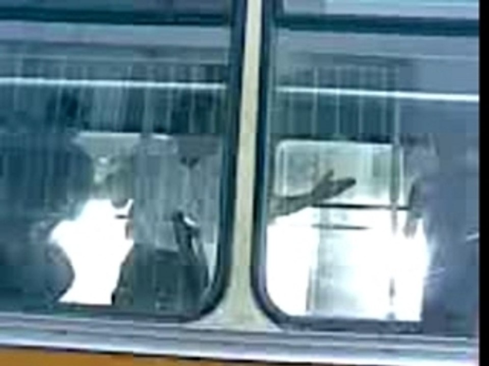 des controleurs chaddou wa7ed mraski