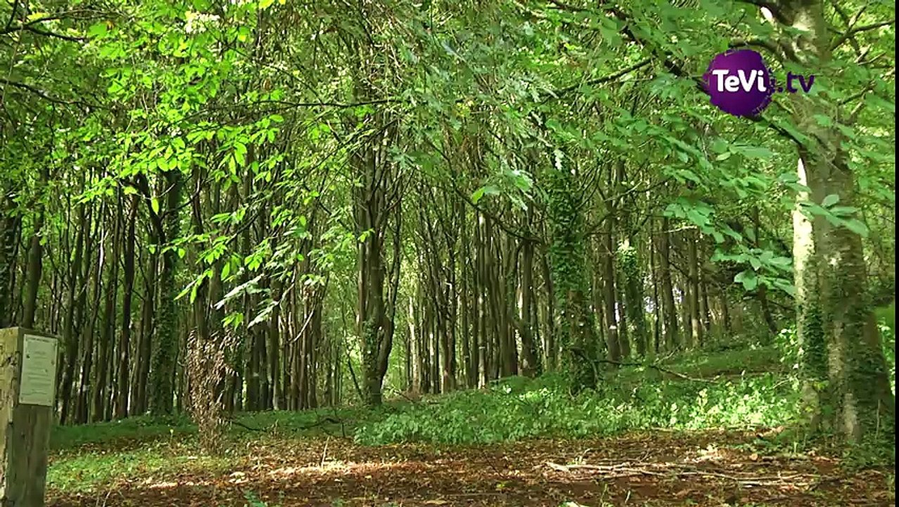 Fête de l'arbre : L'élagage