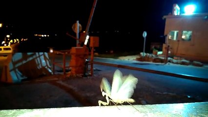 praying mantis moves its wings