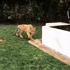 Il pilota di Formula 1 Lewis Hamilton spaventa una tigre per gioco. Ecco cosa succede: