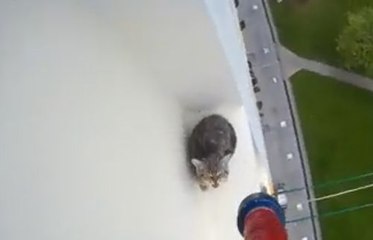 Un chat est rattrapé du rebord d'une fenêtre au 12ème étage !