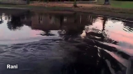 Скачать видео: Ce chien attrape un poisson qui lui-même venait d'attraper un poisson